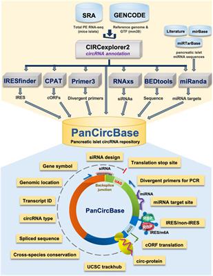 PanCircBase: An online resource for the exploration of circular RNAs in pancreatic islets